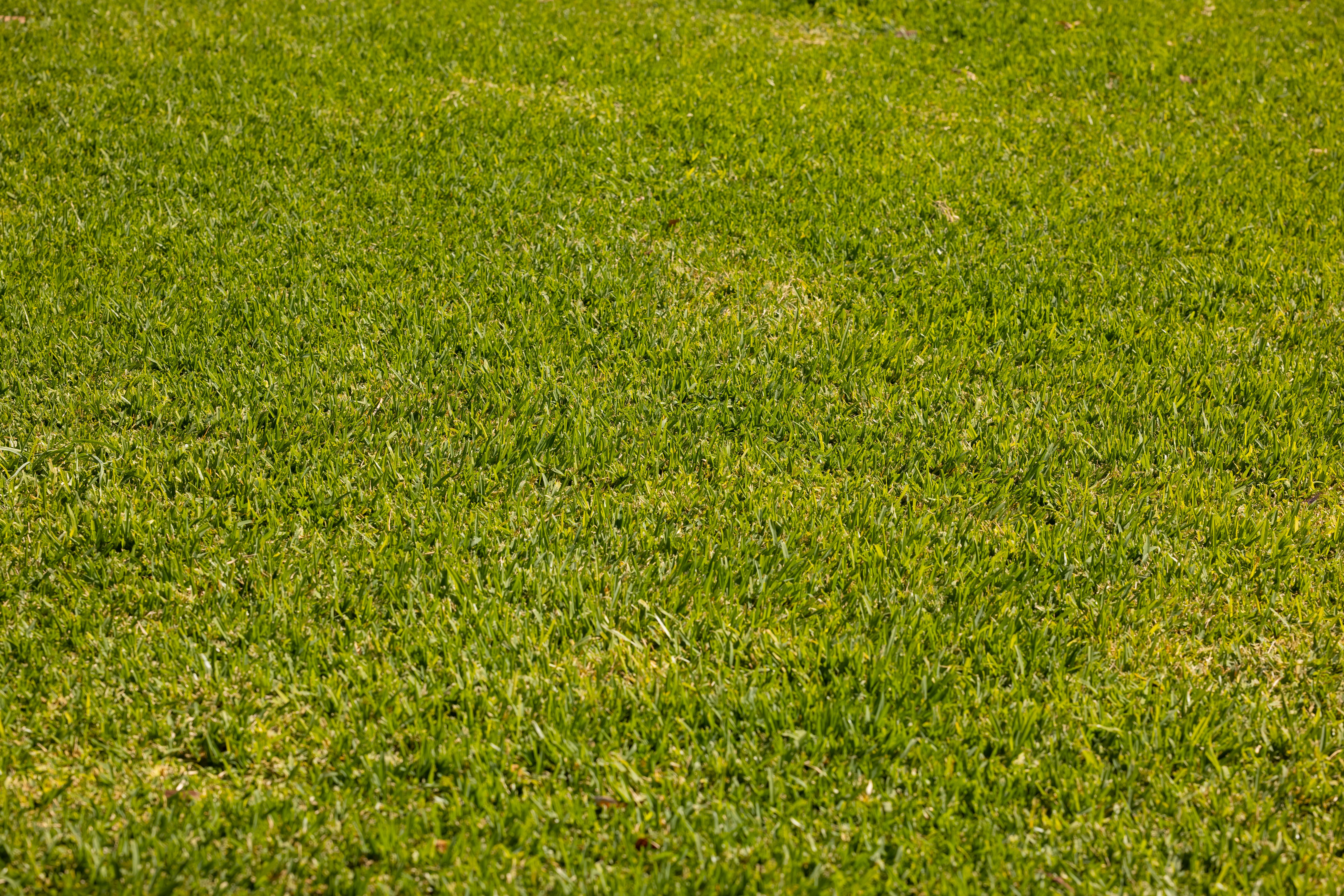 Close-up of a well-maintained green lawn depicting lush grass texture ideal for backgrounds.