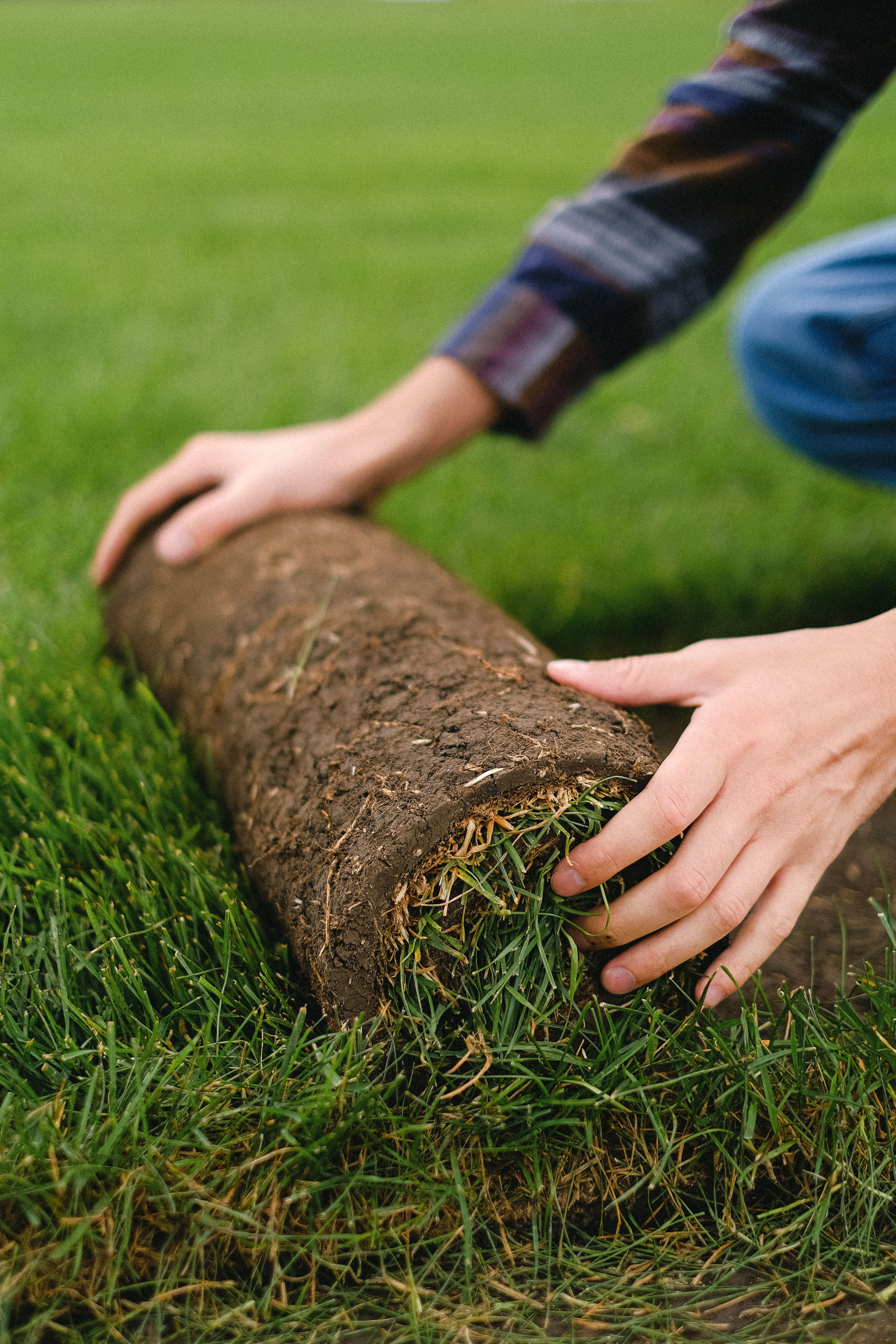 New turf and planting in a refreshed garden